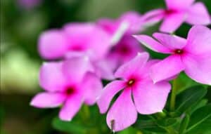 Identifica plantas fácilmente con estas apps