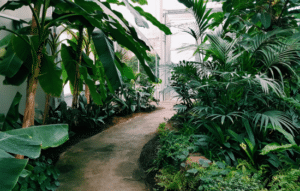 Aprende a cuidar tus plantas con estas apps